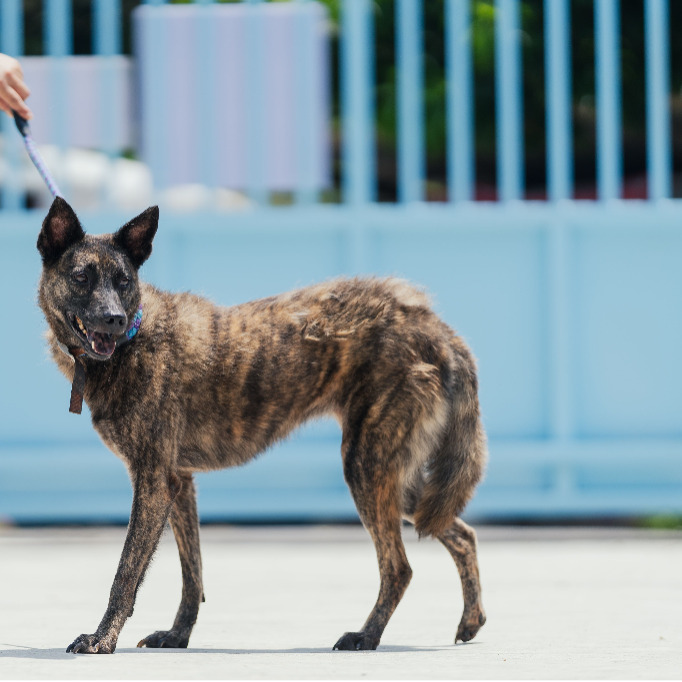 新北市已領養狗 混種犬