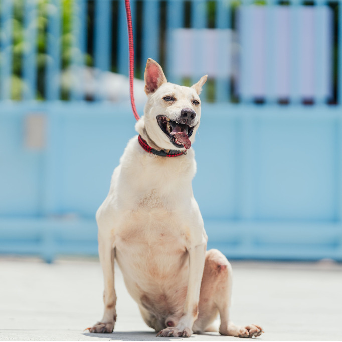 新北市已領養狗 混種犬