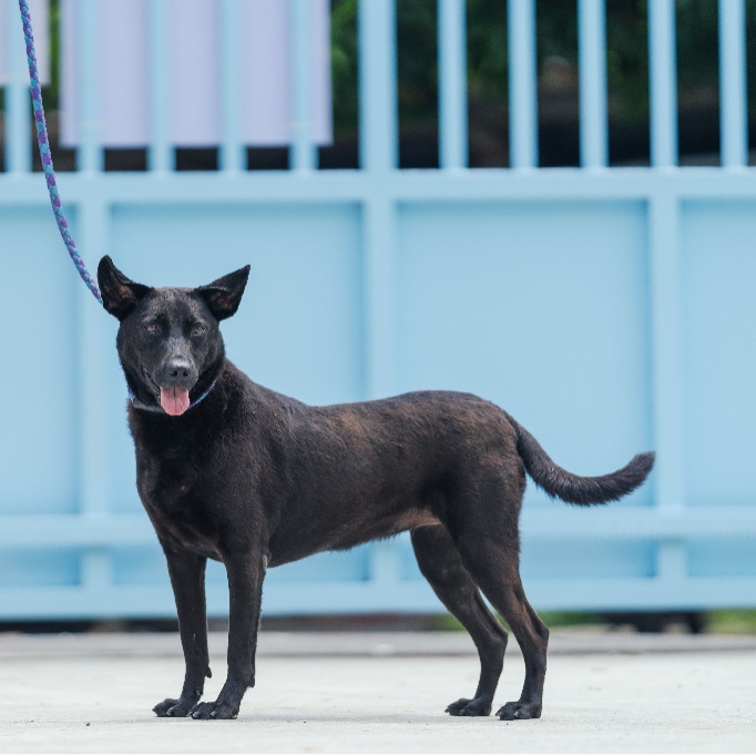 新北市已領養狗 混種犬