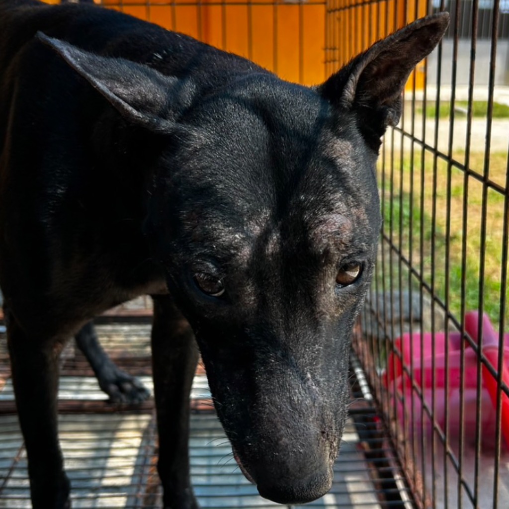 澎湖縣已領養狗 混種犬