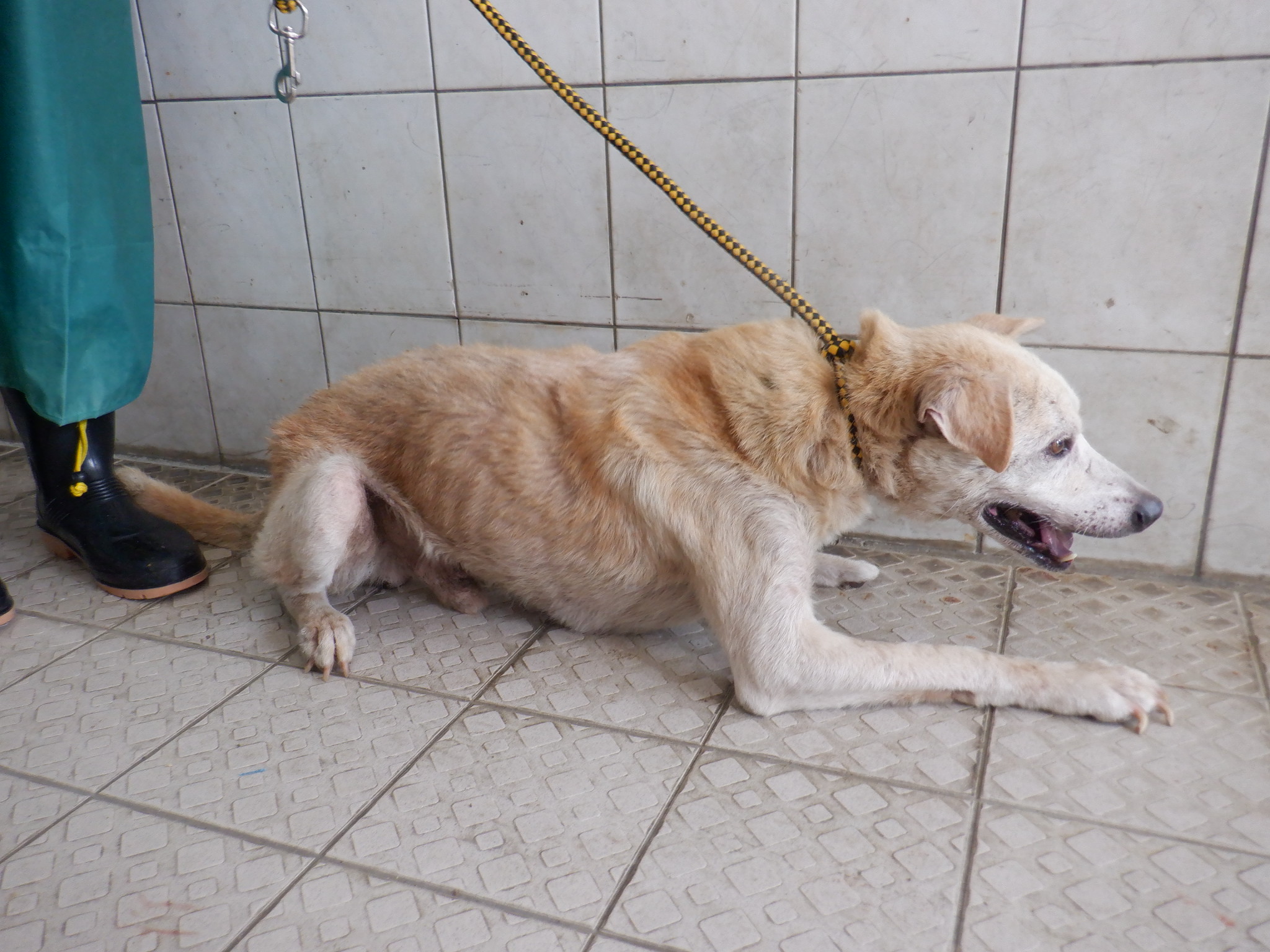 南投縣已領養狗 混種犬