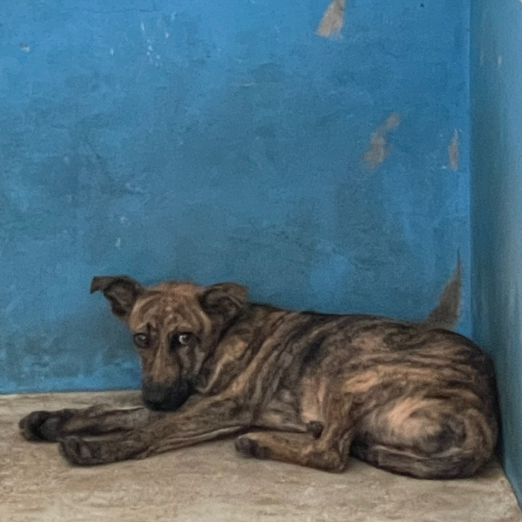 苗栗縣已領養狗 混種犬