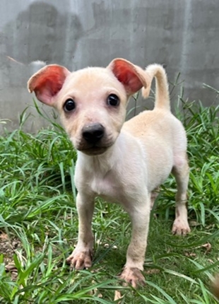 台中市已領養狗 混種犬