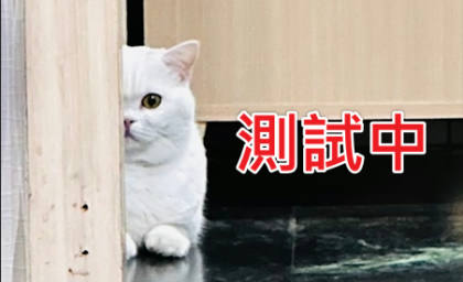 連江縣待認養狗｜混種犬｜黑色｜公