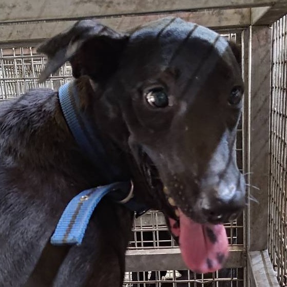 台南市已領養狗 混種犬