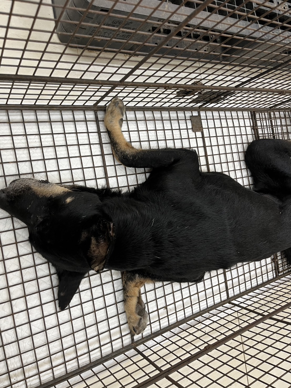 金門縣已領養狗 混種犬