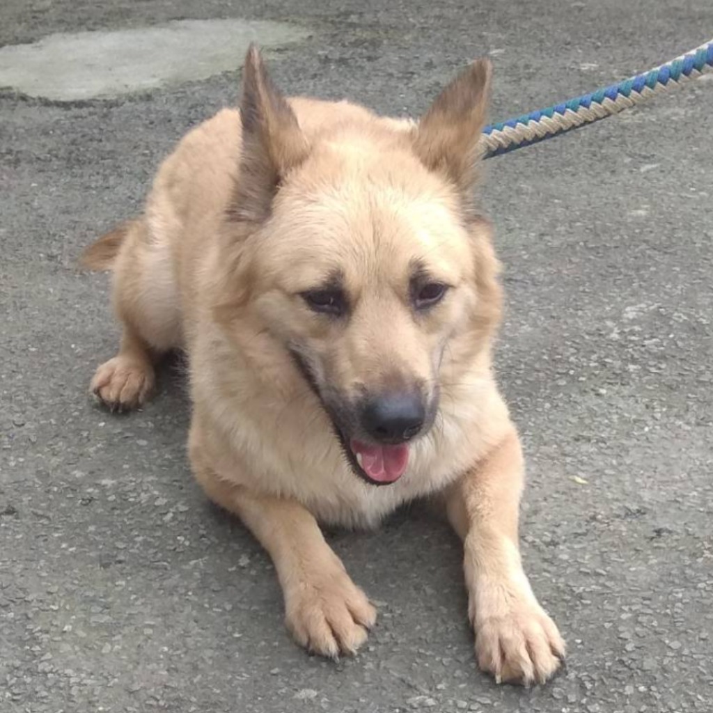 新北市已領養狗 混種犬