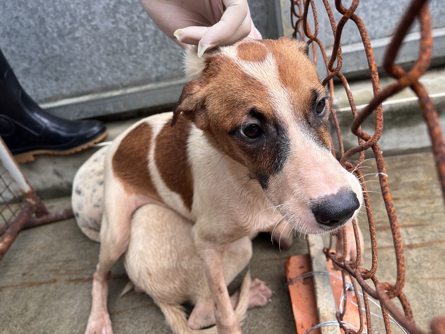 桃園市已領養狗 混種犬