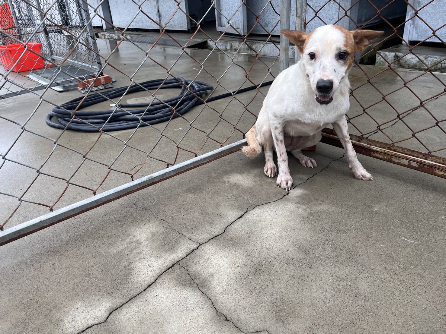 桃園市已領養狗 混種犬