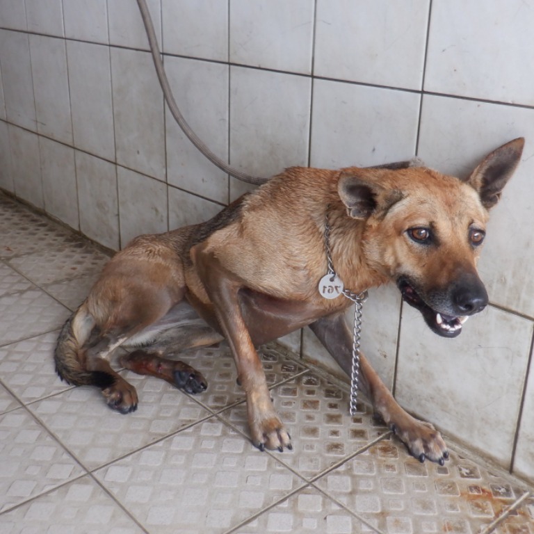 南投縣已領養狗 混種犬
