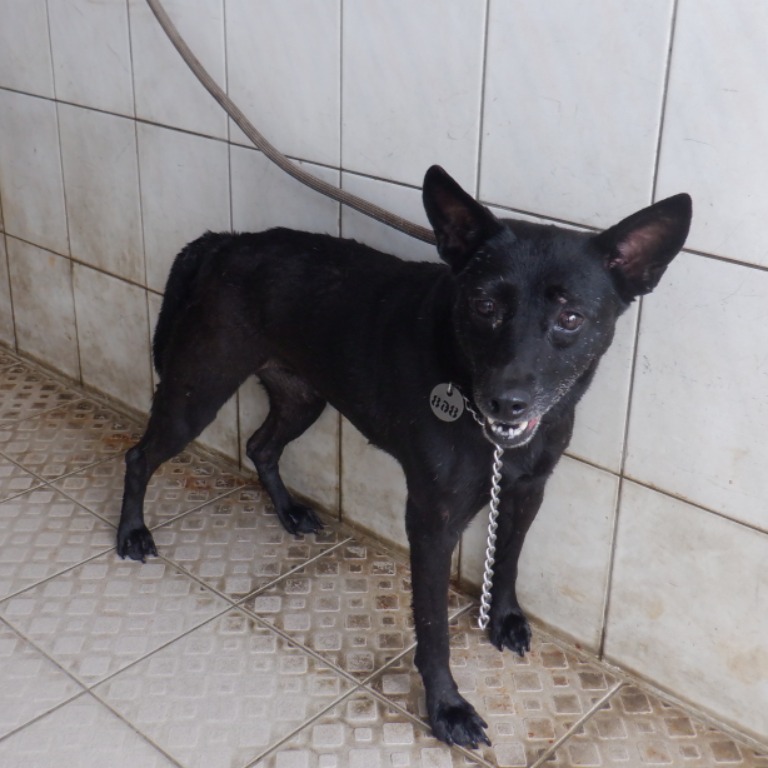 南投縣已領養狗 混種犬