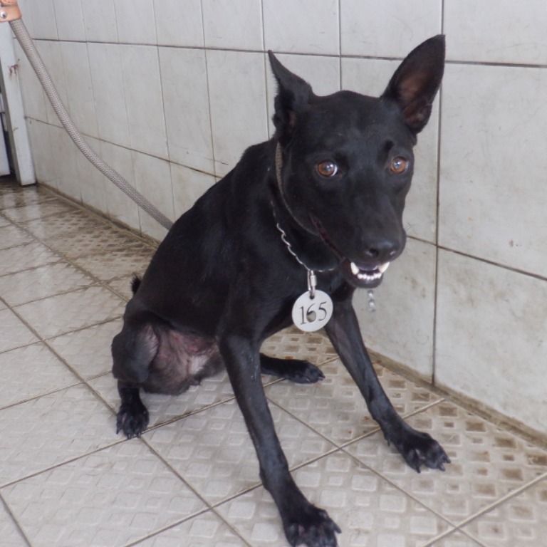 南投縣已領養狗 混種犬