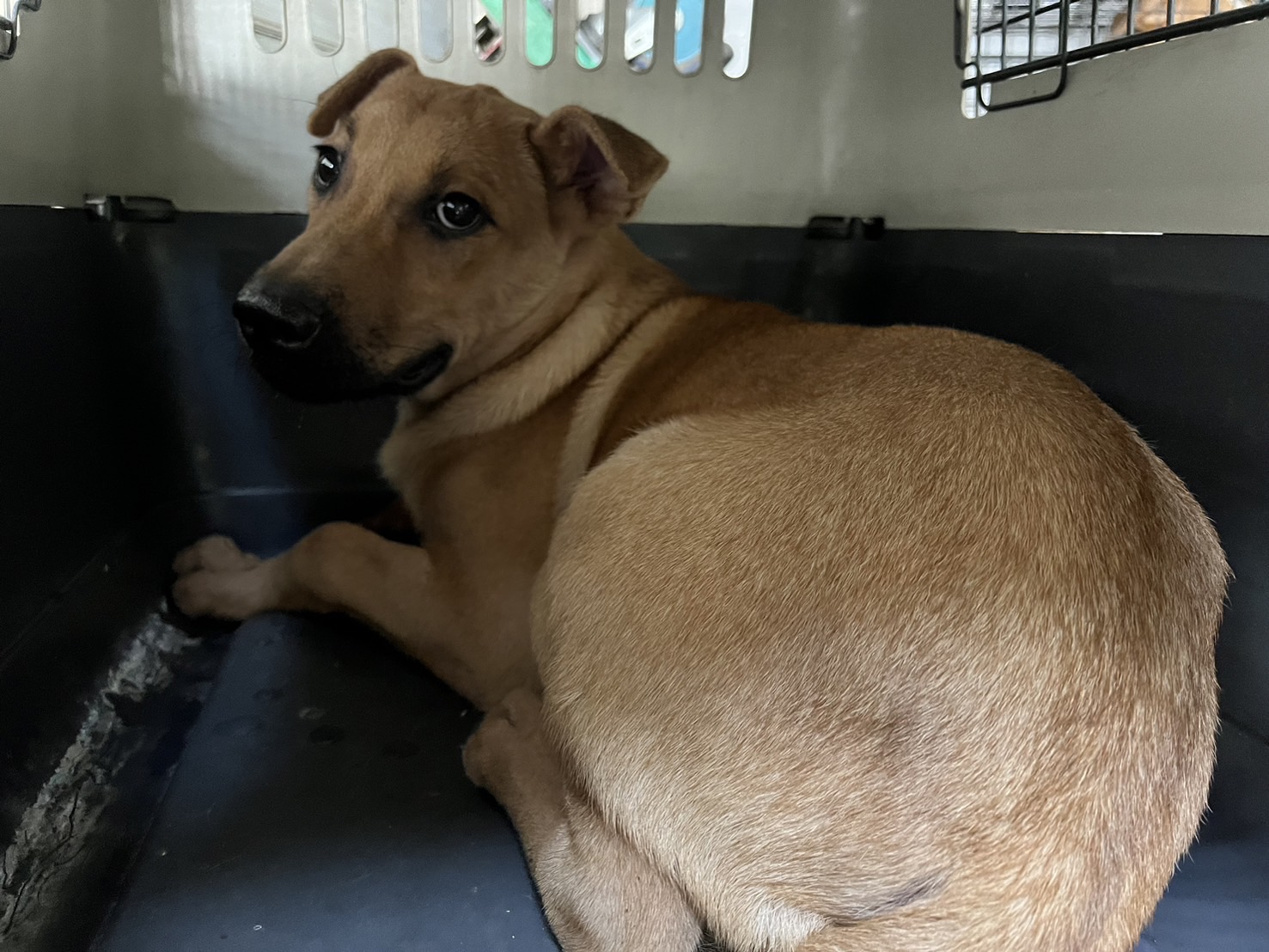 桃園市已領養狗 混種犬