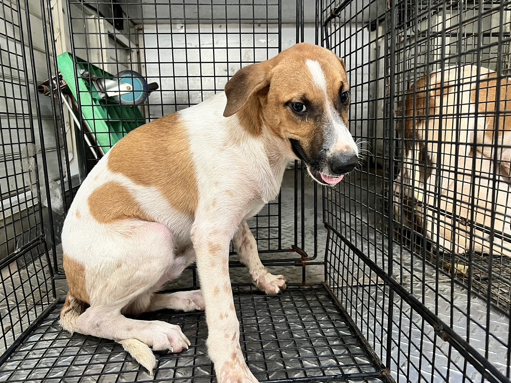 桃園市已領養狗 混種犬