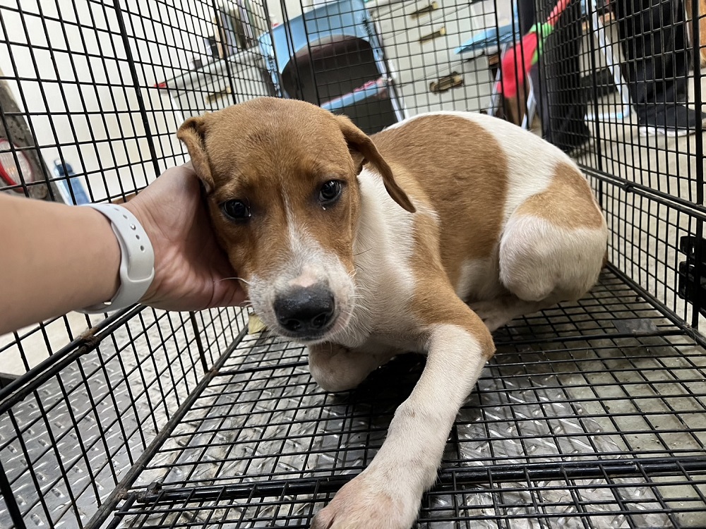 桃園市已領養狗 混種犬