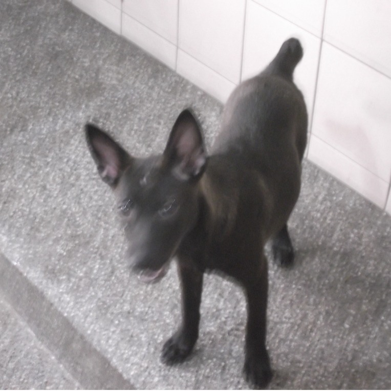 高雄市已領養狗 混種犬