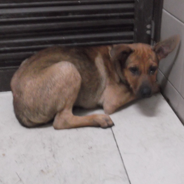 高雄市已領養狗 混種犬