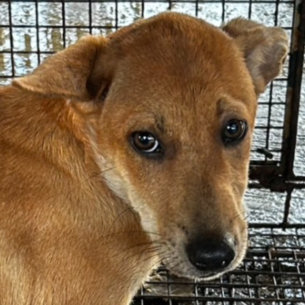 澎湖縣已領養狗 混種犬
