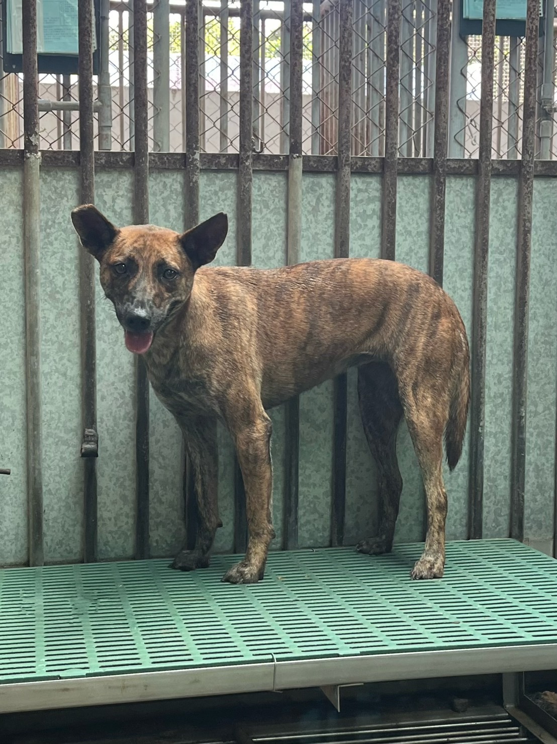 彰化縣已領養狗 混種犬