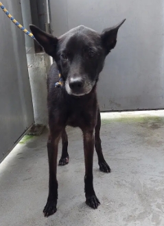 新北市已領養狗 混種犬