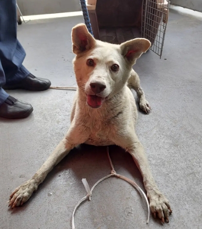 新北市已領養狗 混種犬