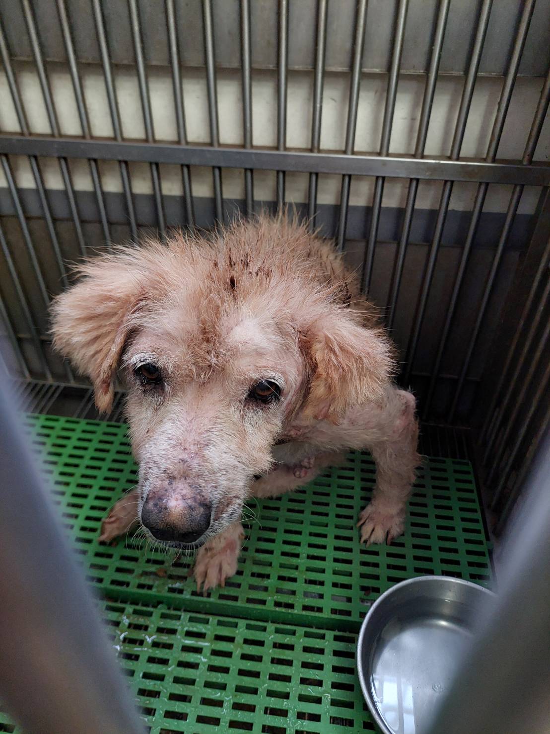 新北市已領養狗 混種犬
