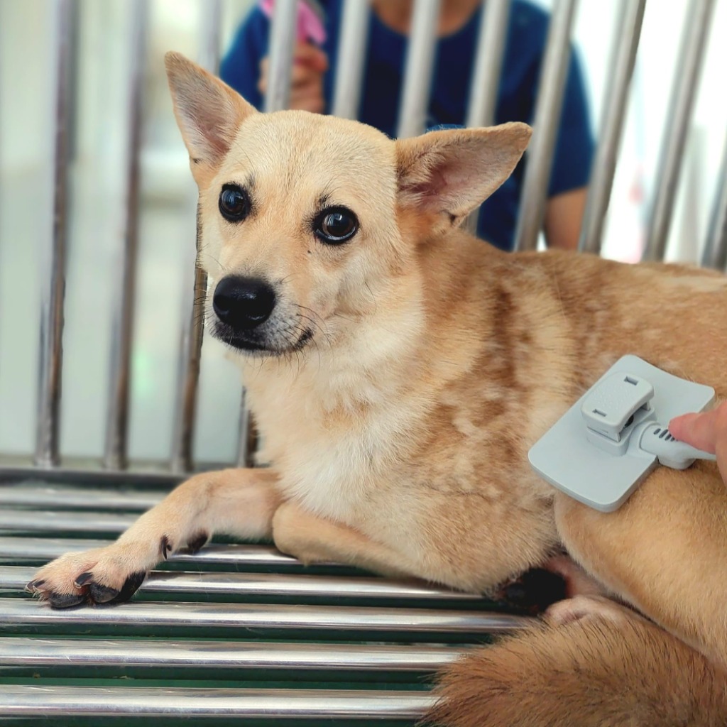 花蓮縣已領養狗 混種犬