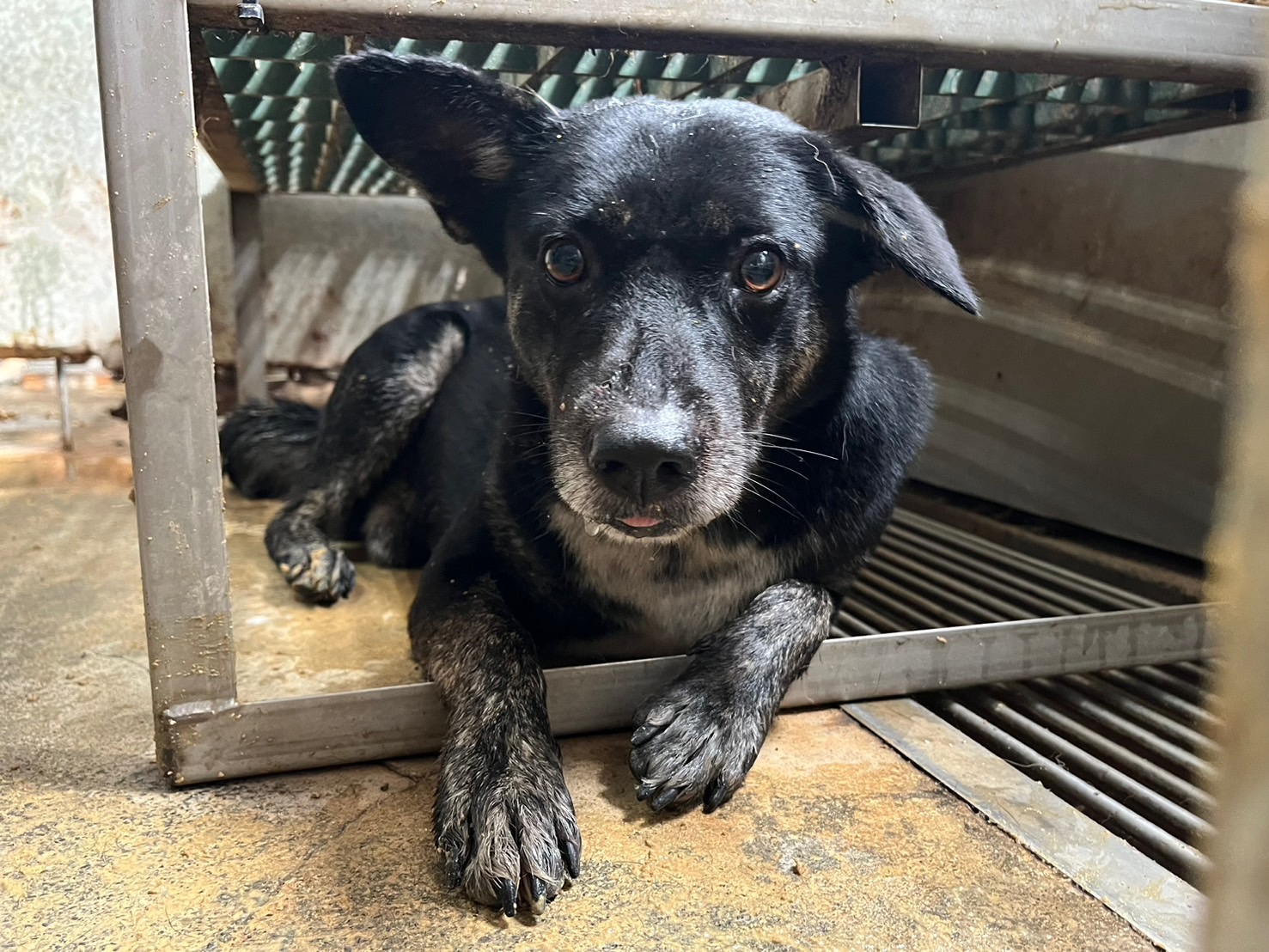 彰化縣已領養狗 混種犬