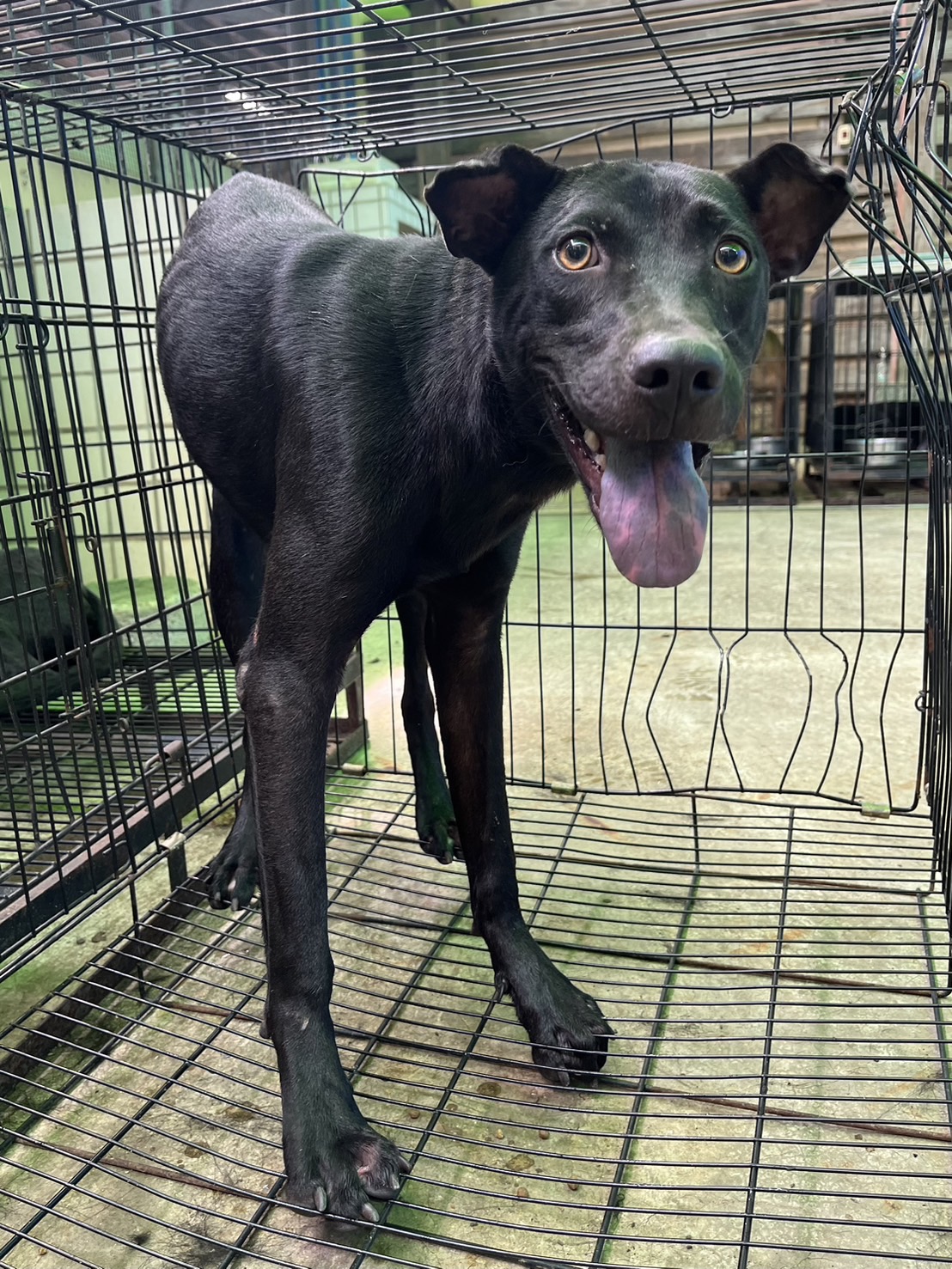 彰化縣已領養狗 混種犬