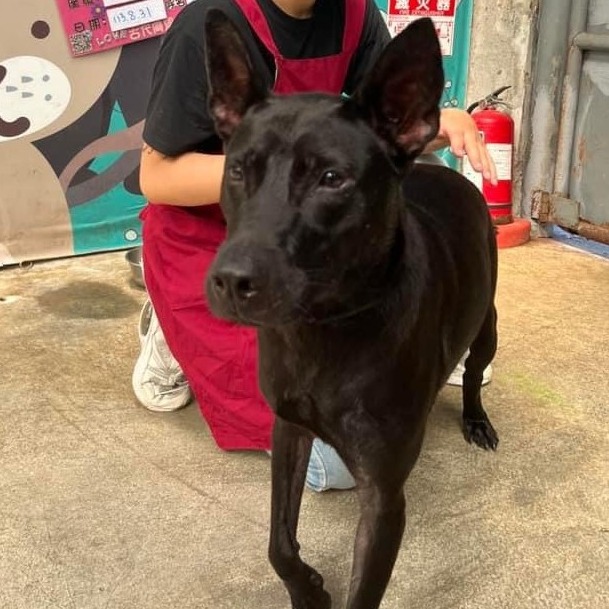新北市已領養狗 混種犬