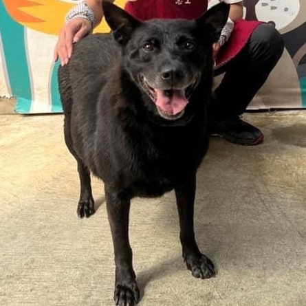 新北市已領養狗 混種犬