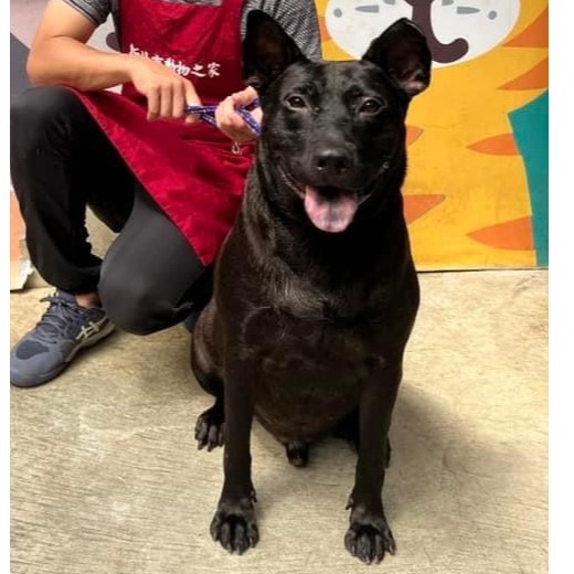 新北市已領養狗 混種犬