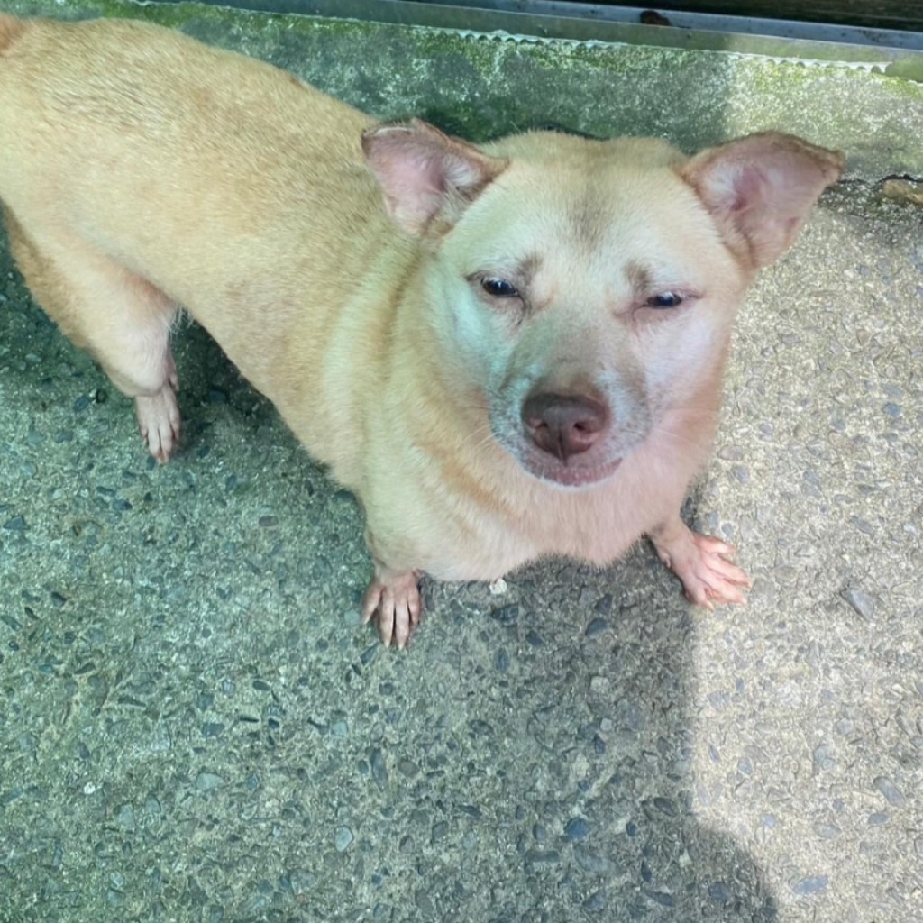 新北市已領養狗 混種犬