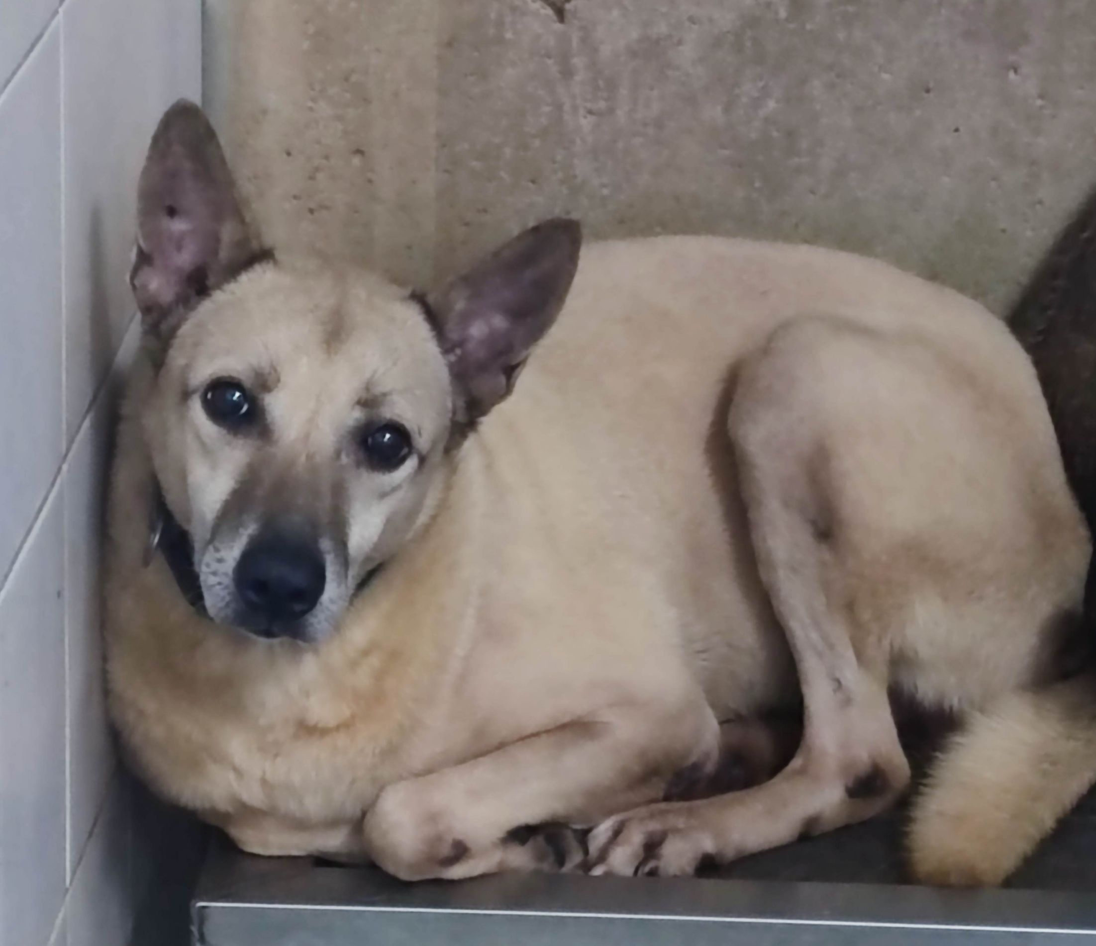 新北市已領養狗 混種犬