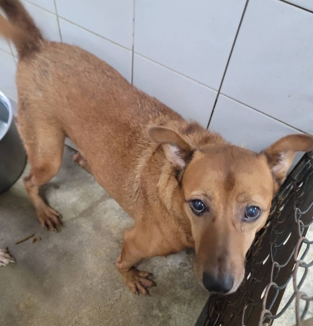 新北市已領養狗 混種犬