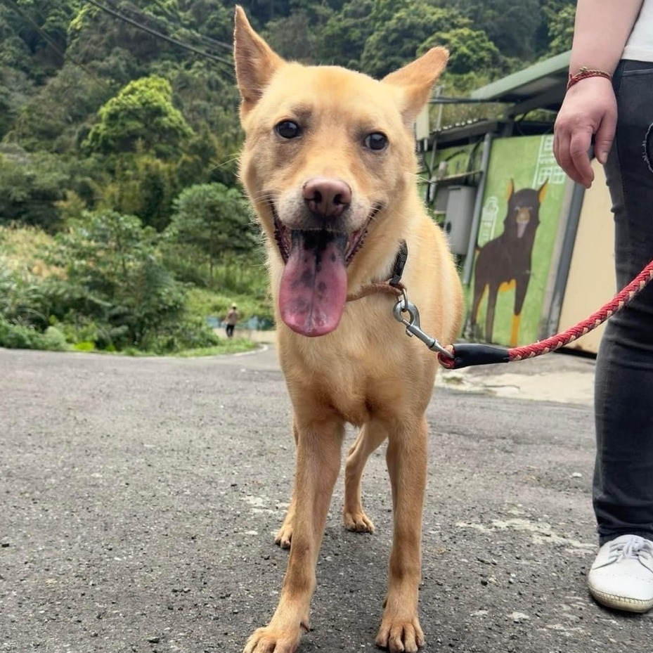 新北市已領養狗 混種犬
