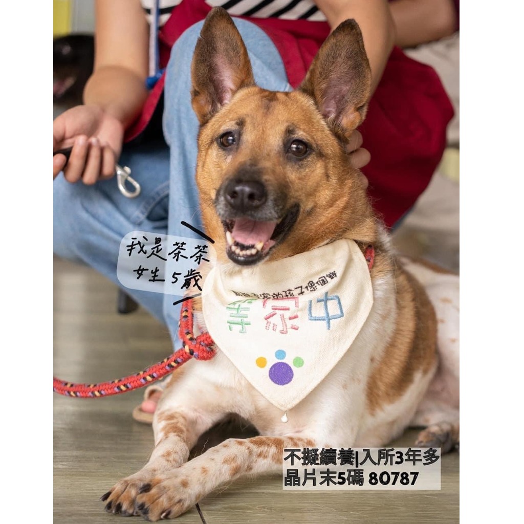新北市已領養狗 混種犬