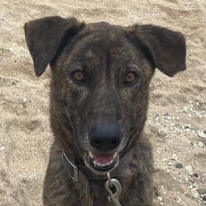 澎湖縣已領養狗 混種犬