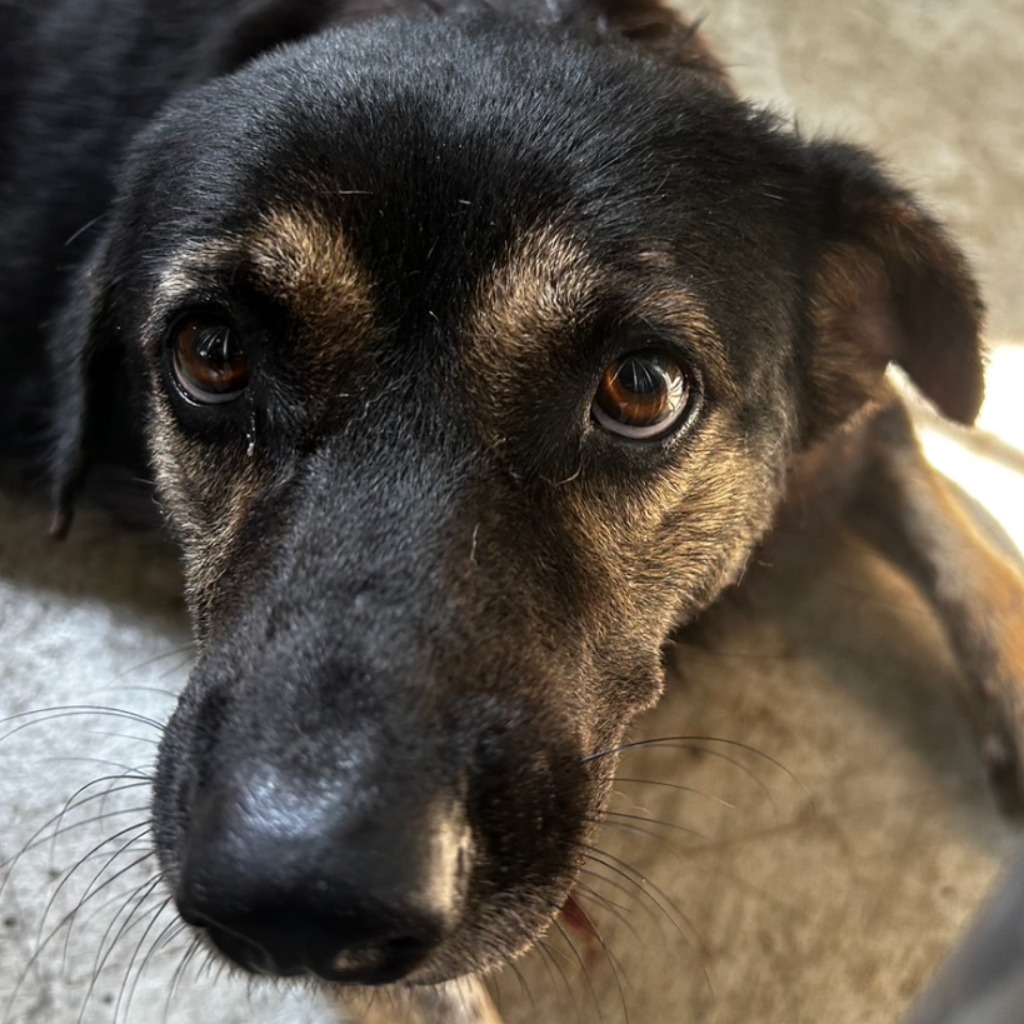 澎湖縣已領養狗 混種犬
