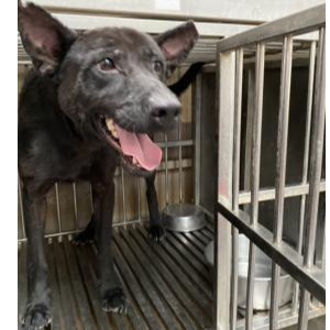 新北市已領養狗 混種犬