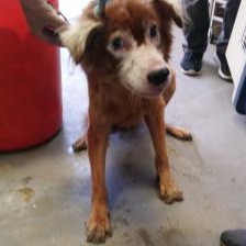 新北市已領養狗 混種犬