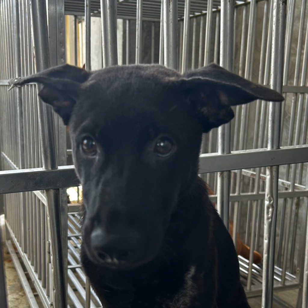 澎湖縣已領養狗 混種犬