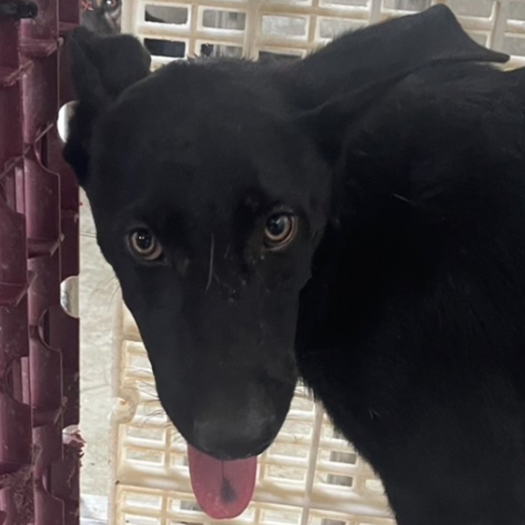 澎湖縣已領養狗 混種犬