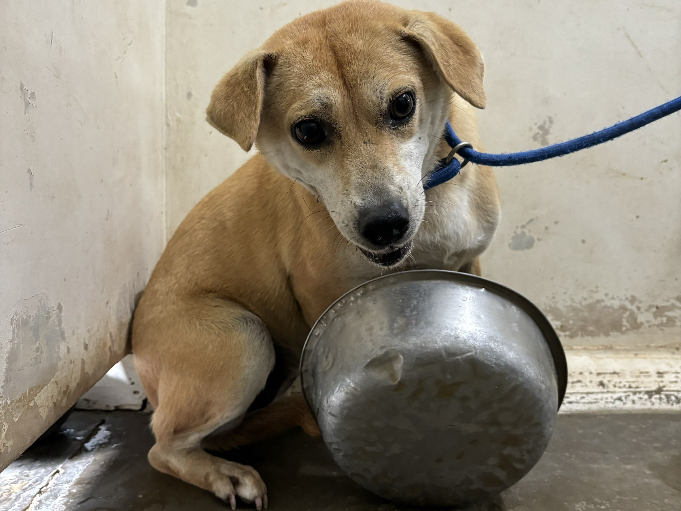台北市已領養狗 混種犬