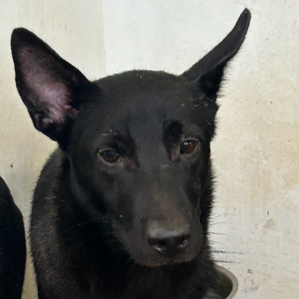 澎湖縣已領養狗 混種犬