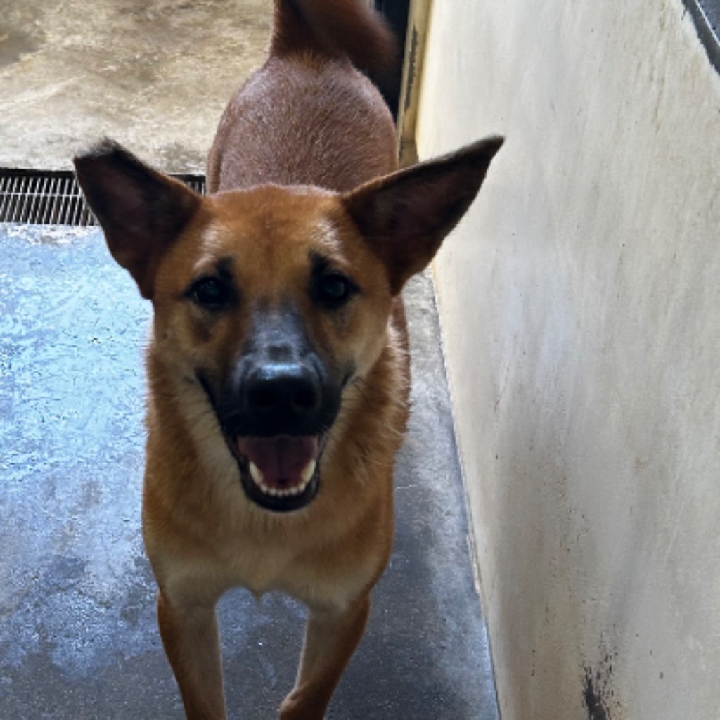 澎湖縣已領養狗 混種犬