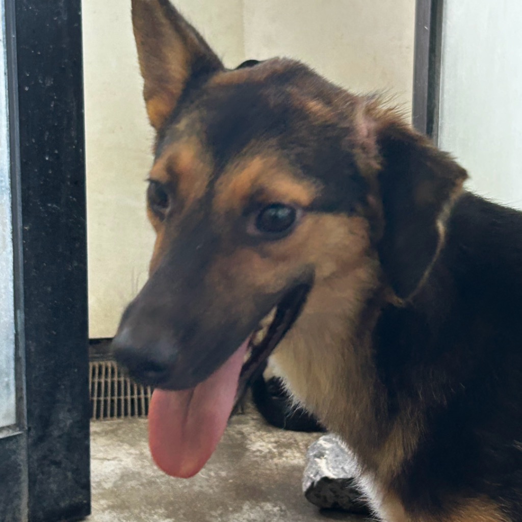澎湖縣已領養狗 混種犬