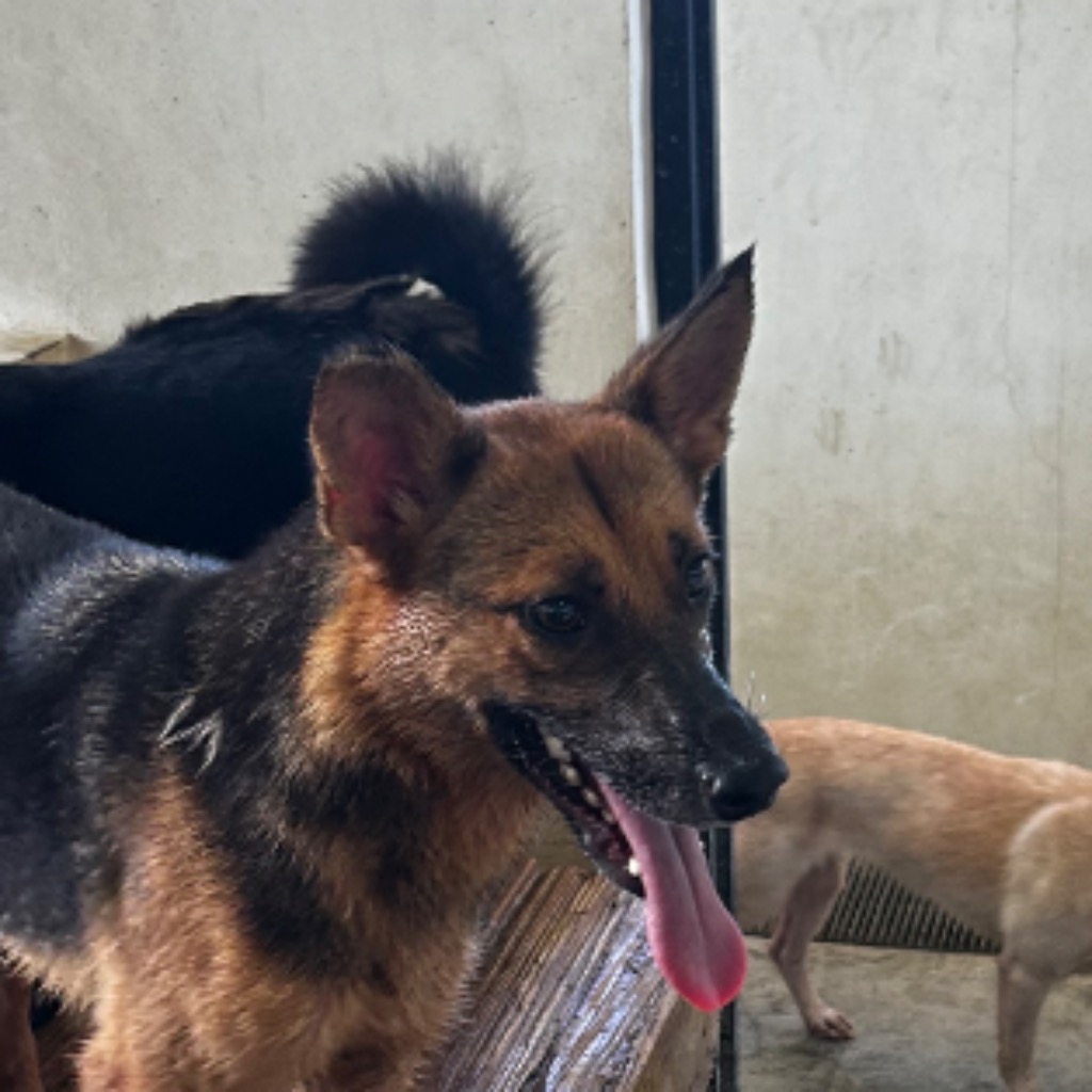 澎湖縣已領養狗 混種犬