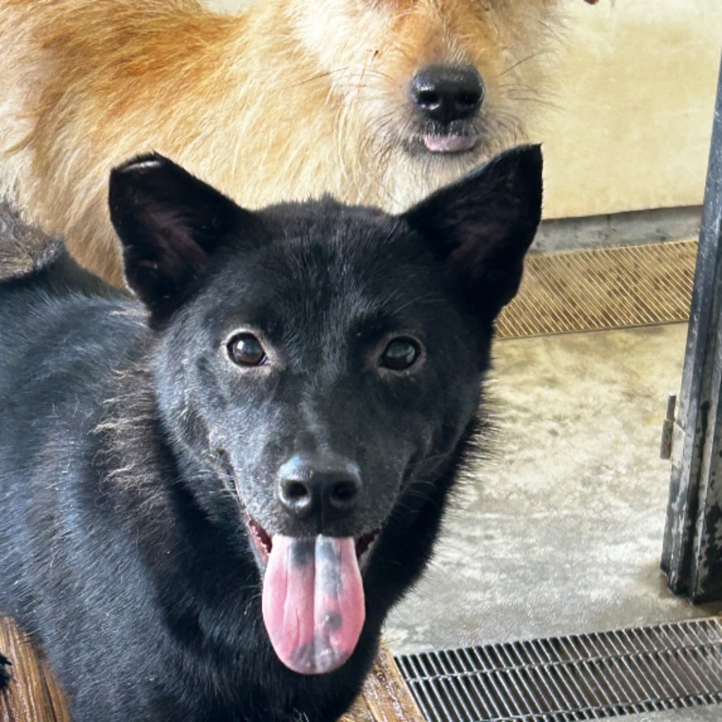 澎湖縣已領養狗 混種犬
