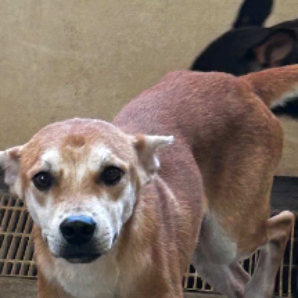 澎湖縣已領養狗 混種犬